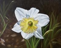 Floral - White Daffodil With Yellow Center - Oil On Canvas